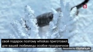 whiskas праздничный микс новогодняя 2019 реклама