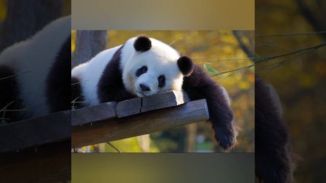 Алфавит. Изучаем алфавит. Русский алфавит. Алфавит с произношением. Алфавит С животными.