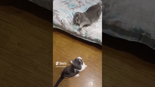 Махаться будем?.mp4 смотреть онлайн