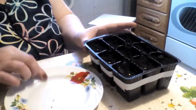 Посадка пеларгонии (герани) зональной. Часть 2. смотреть онлайн