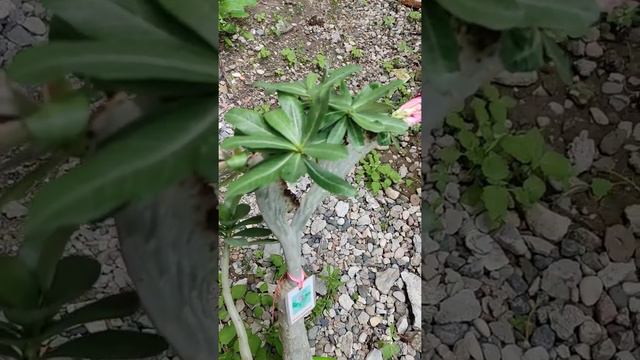 адениум кристата Симона цветёт смотреть онлайн