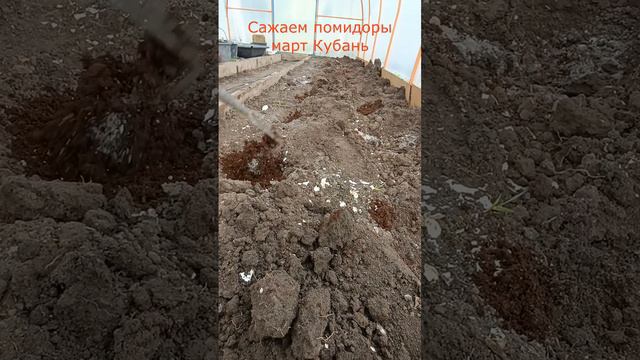 Сажаем помидоры в марте на Кубани🍅🍅🍅 смотреть онлайн
