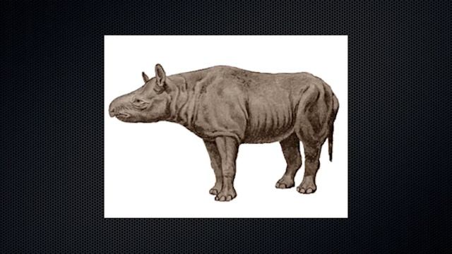 The Evolution of the Rhinoceros смотреть онлайн