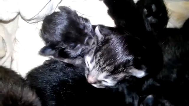 кошка и новорожденные котята борьба за сиську мамы..)) смотреть онлайн
