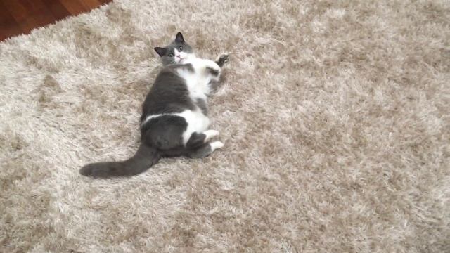 Знакомство Тэди с кошкой, шпиц карликовый 4 мес. 10 дней