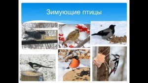 Перелетные и зимующие птицы  комментируемая презентация