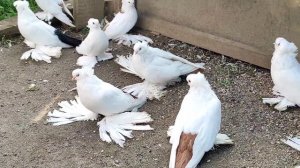 Голуби Северокавказские космачи в гостях у Михаила г. Георгиевск