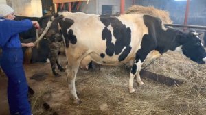 ПАПИЛЛОМЫ НА ВЫМЕНИ, НАШИ УДОИ И ФЕРМЕРСКИЕ МОМЕНТЫ