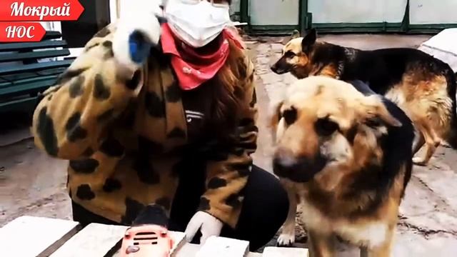 Как ПОМОЧЬ собаке преодолеть пугливость, страх, фобии смотреть онлайн