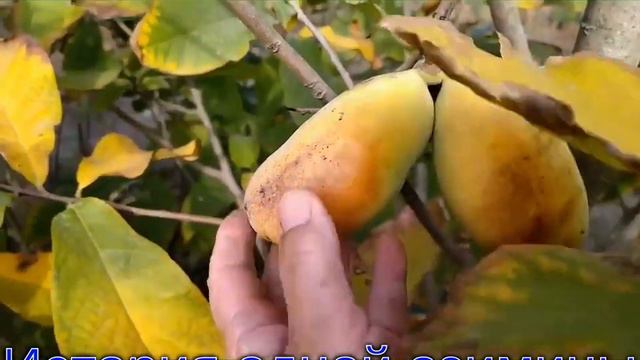 Азимина в саду, история выращивания..