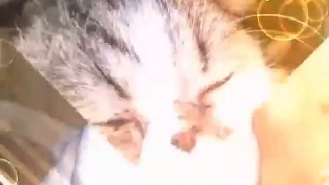 История Каджита мое первое видео. смотреть онлайн