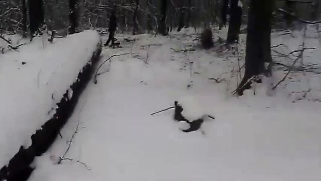 Якобы санитарная чистка леса подо Львовом