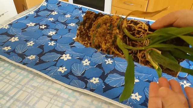 Ορχιδεα Oncidium. Ψευδοβολβοι ξερενουνται και στραβωνουν. смотреть онлайн