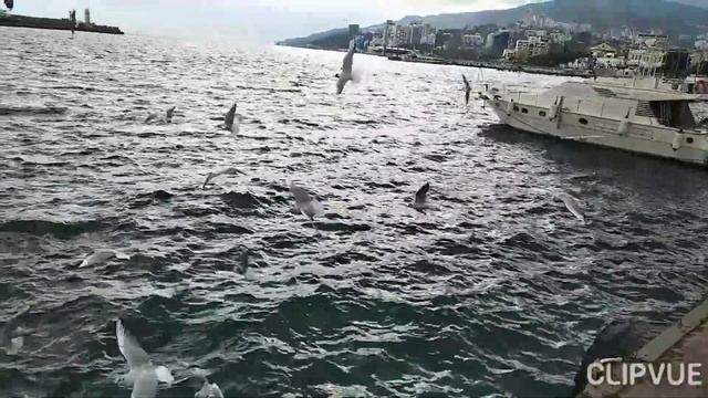 НА НАБЕРЕЖНОЙ ЯЛТЫ. КРИКИ ЧАЕК И ШУМ МОРЯ... смотреть онлайн