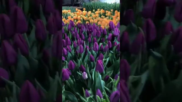 Тюльпаны из теплицы смотреть онлайн