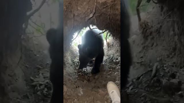 Вот это встреча...!!!😱😱😱 смотреть онлайн