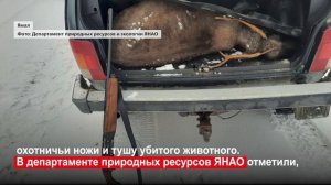На Ямале поймали браконьеров, застреливших северного оленя