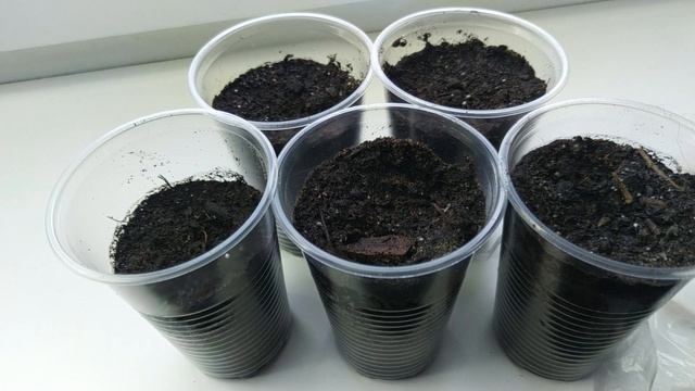 Гибискус травянистый: выращивание из семян, посадка, уход. Посадите этот красивый многолетник в саду смотреть онлайн