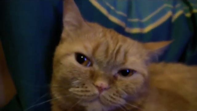 HD cat test video. смотреть онлайн