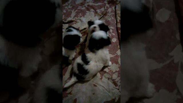 четыре щенка Жусси учимся писать смотреть онлайн