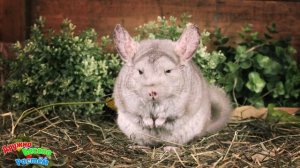 Грызуны! Учим Животных для детей! Развивающие мультики про животных