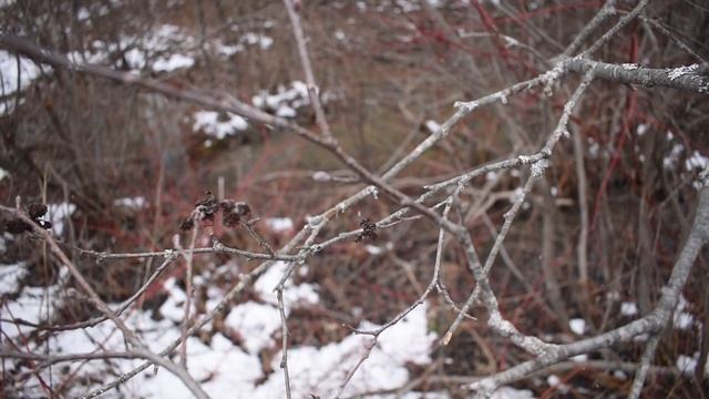 How To Identify Alder In The Winter смотреть онлайн