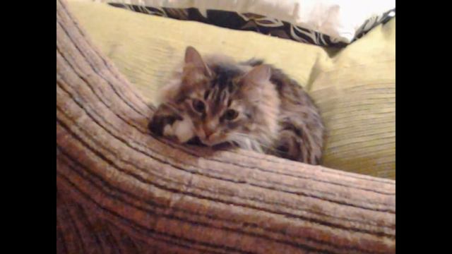 Кошка Владика , по имени Лиля смотреть онлайн