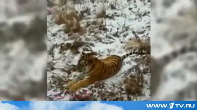 Амурский тигр и козел Дружба смотреть онлайн