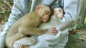 Poorest Abandoned Small Monkey Sovana And Small Monkey Bijoy Looks Very Sleepy, They Want to Sleep