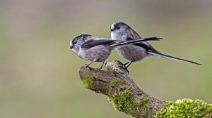 КРАСИВОЕ ПЕНИЕ ДЛИННОХВОСТОЙ СИНИЦЫ (ополовника)