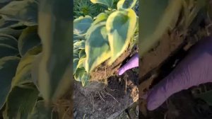 Хоста ? деление куста