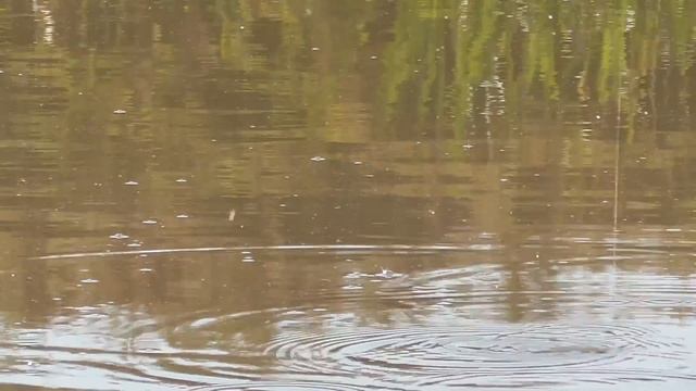 Карась на Поплавок Осенью. В этой Луже есть крупные! смотреть онлайн