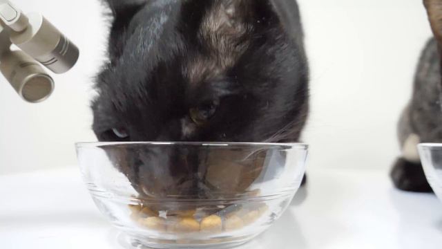 【ASMR】頭を突っ込んでにがっつく猫の咀嚼音🐈🎧 смотреть онлайн