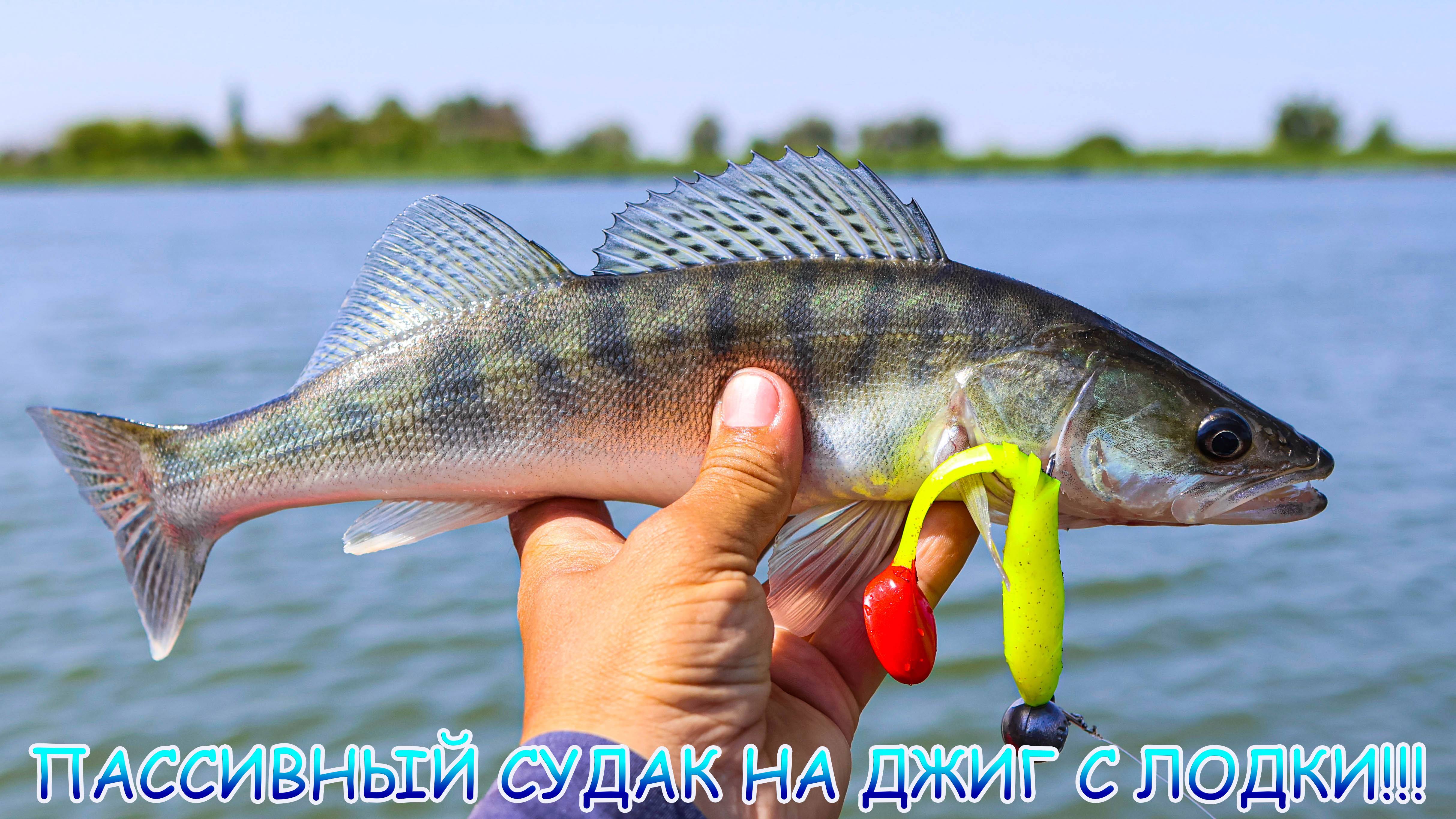 Пассивный судак на джиг с лодки! Искал и поймал его вредного! смотреть онлайн