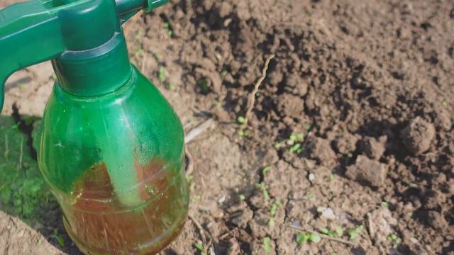 Посадка картофеля. Сажаем ФИОЛЕТОВУЮ картошку. Обработка семенного картофеля. смотреть онлайн