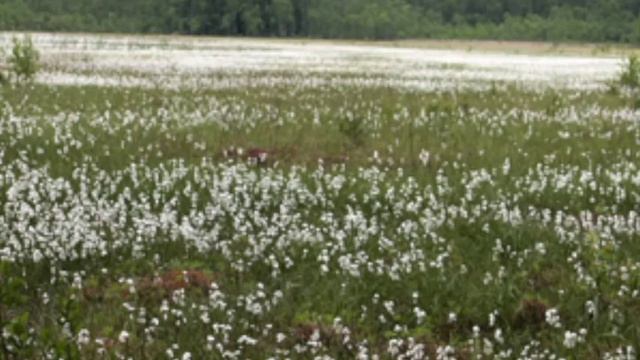 Suopursu смотреть онлайн