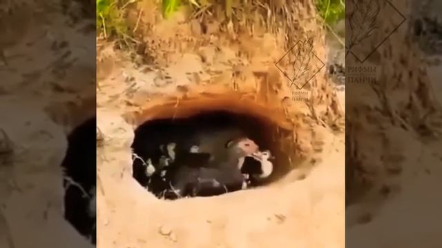 • Утка случайно высидела яйцо крокодила и теперь хищник думает, что она его настоящая мама ? ?? смотреть онлайн