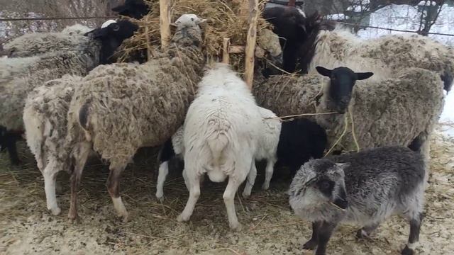 Ягнята, от Романовской овцы и кросса дорпера. Кросс дорпера и Эдельбаевской овцы. жирохвост. смотреть онлайн