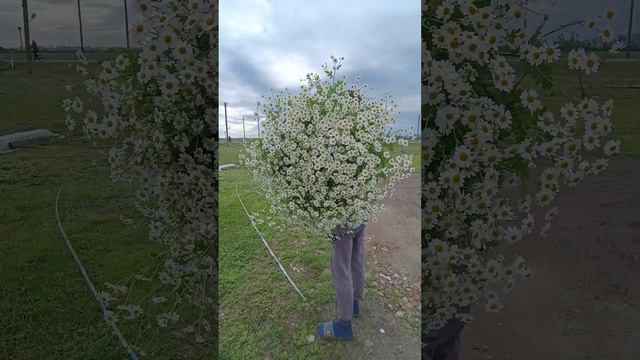#цветыоптом #ромашка #матрикария смотреть онлайн