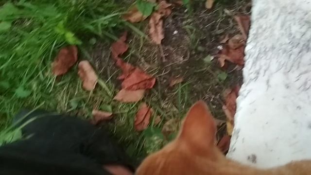 VID_20230804_203422.mp4 смотреть онлайн