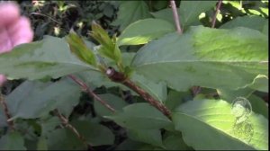 ВЕЙГЕЛА.  МОЙ ОПЫТ ЧЕРЕНКОВАНИЯ КРАСИВОГО КУСТАРНИКА.