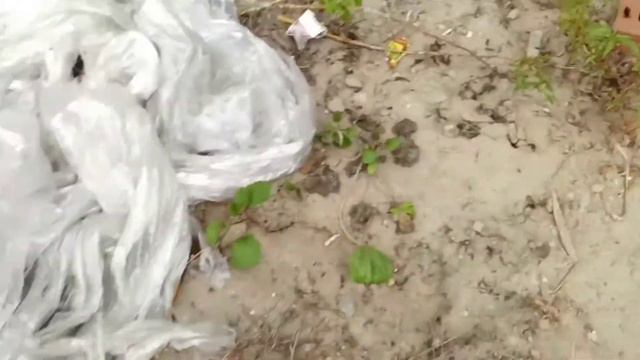 Рабочие моменты, немного отдыха,грибы ))) смотреть онлайн