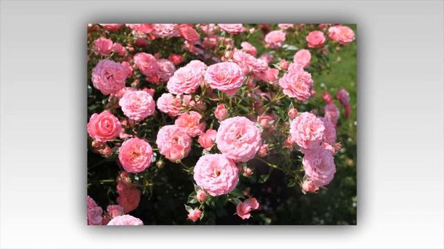 Amulett Rose Tantau