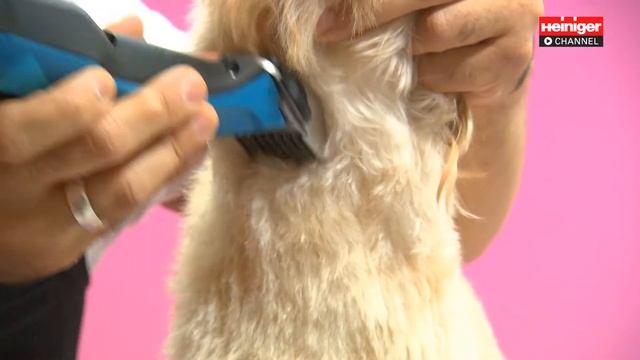 Professional Groomer Francisco using Heiniger Opal, StyleMidi, StyleMini (Feat. Lexie the Cavapoo) смотреть онлайн