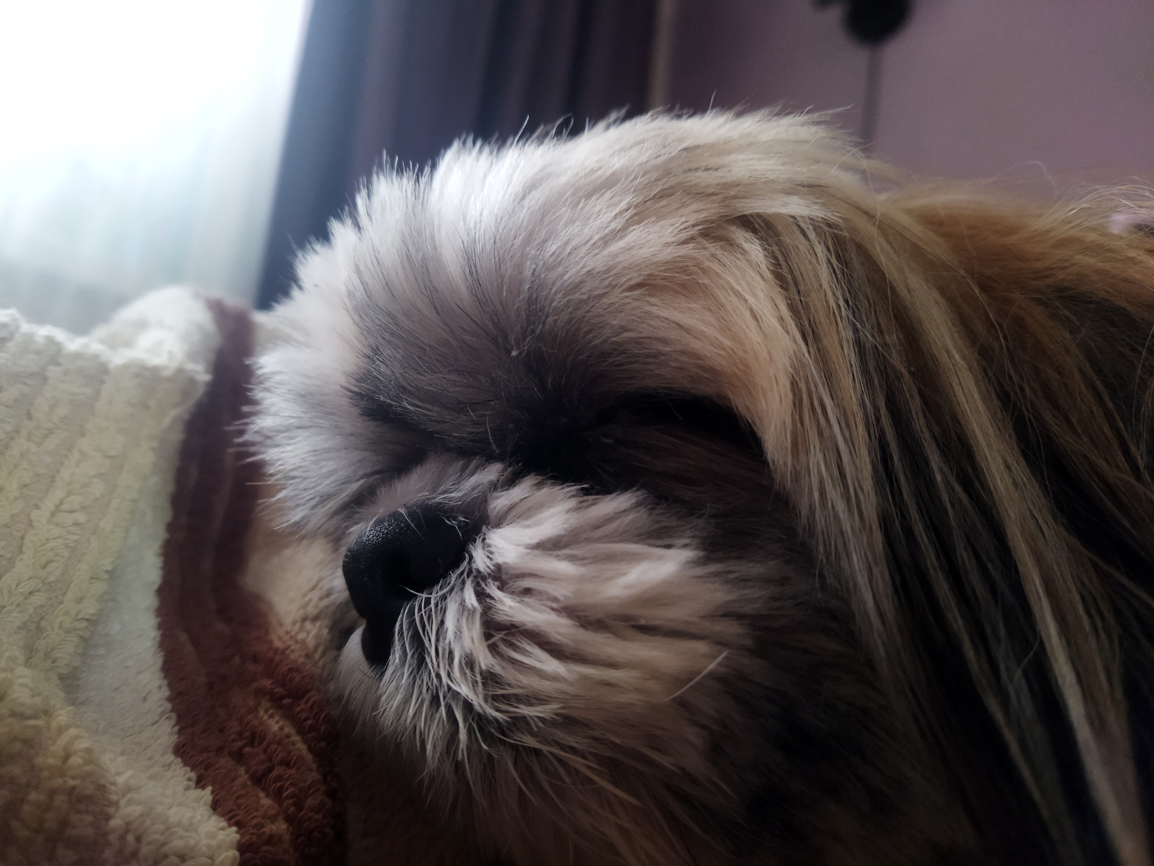 наши домашние питомцы