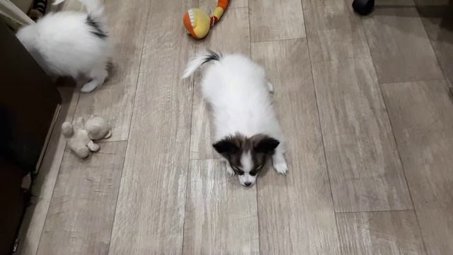 Маленькие мангусты смотреть онлайн