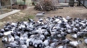 Голуби Свердловские высоколётные Вот так кормлю +79122815080