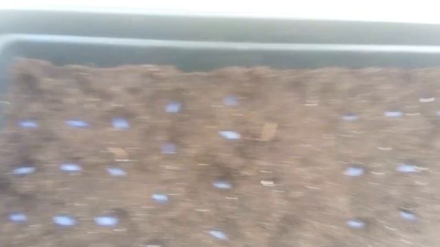 Всхожесть семян подсолнечника