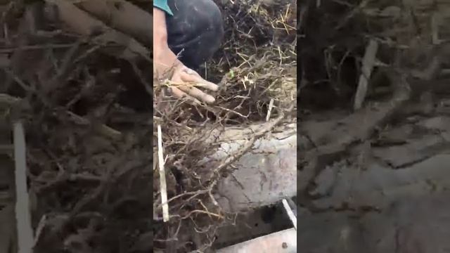 Как выбрать саженцы малины? смотреть онлайн