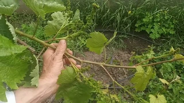 Виноград Бананас, цветение смотреть онлайн